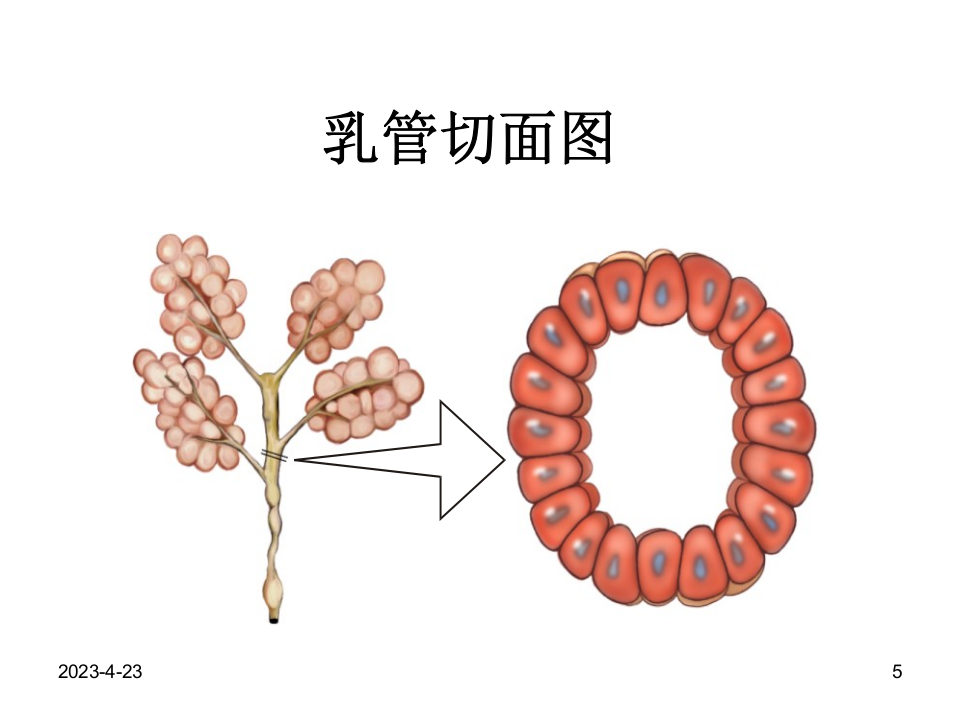 对乳腺增生的认识.ppt 第5页