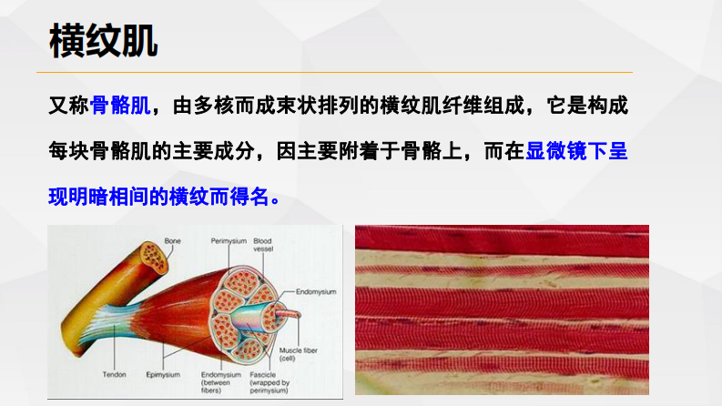横纹肌溶解-陈宏伟.pdf 第3页