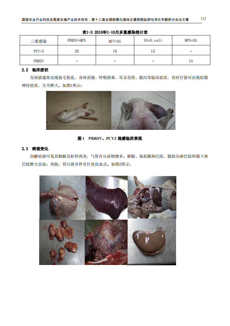 临床猪繁殖与呼吸综合征与猪2型圆环病混合感染的诊断分析.pdf 第3页