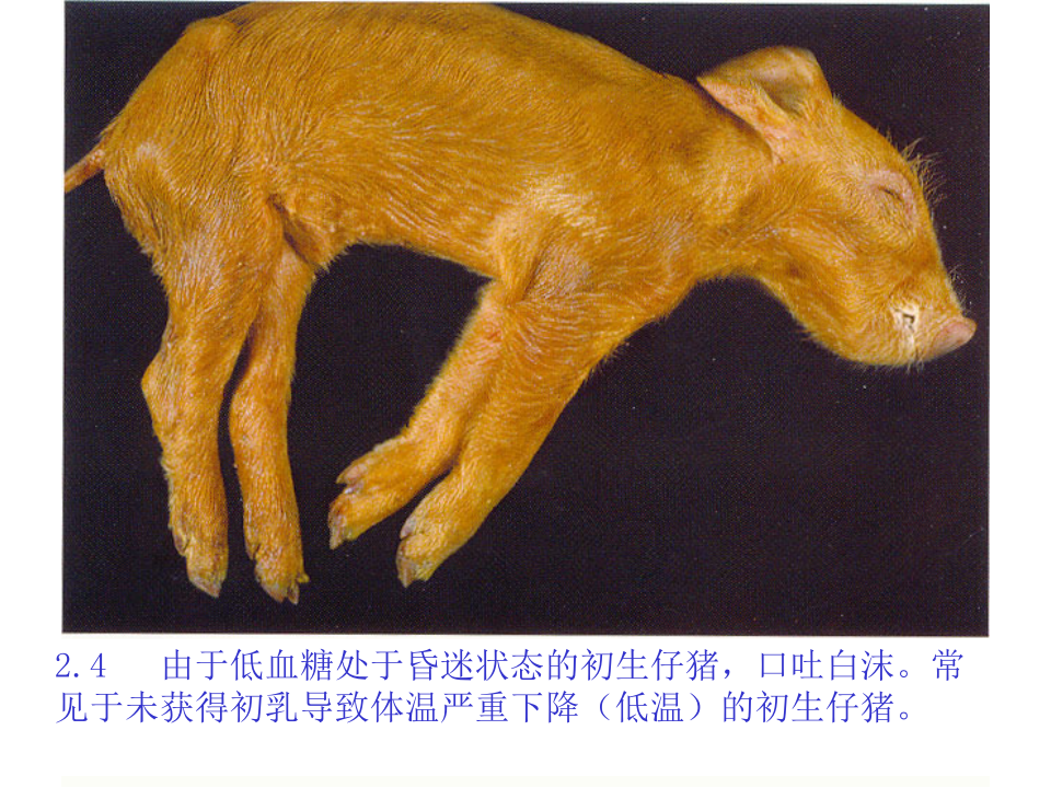 猪的病理解剖2.ppt 第5页