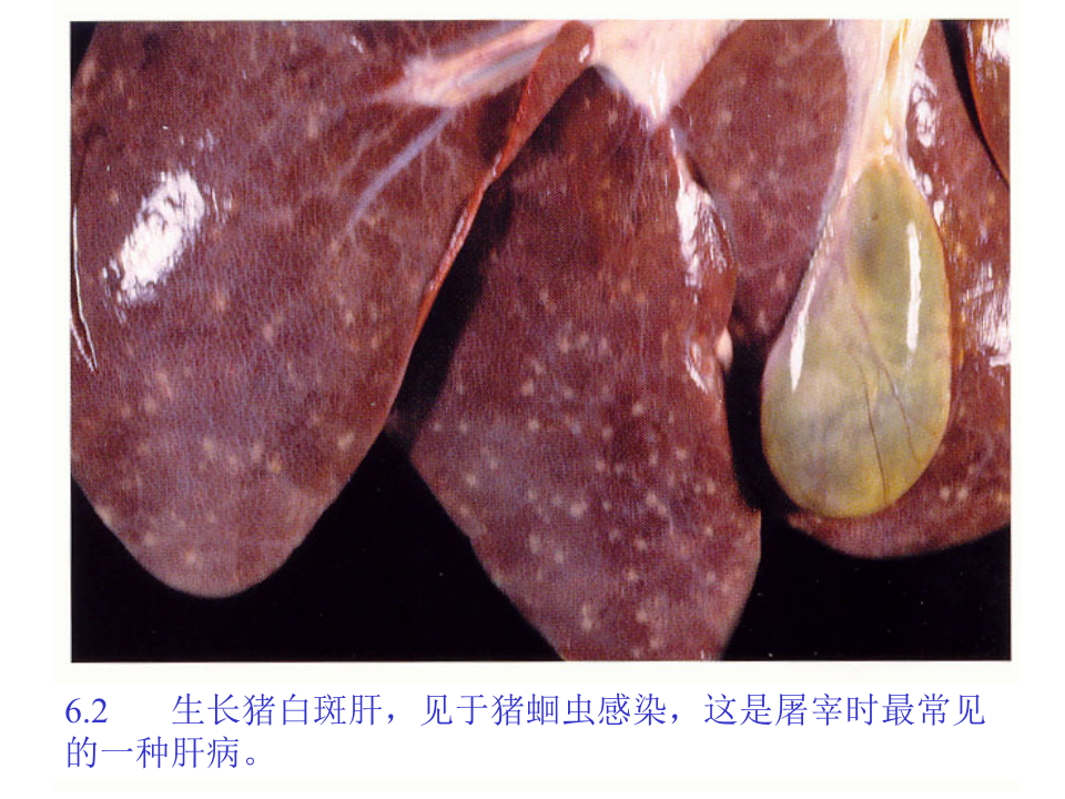 猪的病理解剖6.ppt 第3页