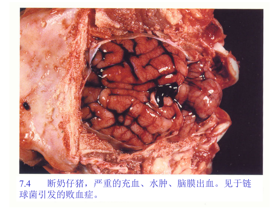 猪的病理解剖7.ppt 第5页