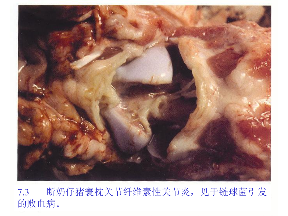 猪的病理解剖7.ppt 第4页