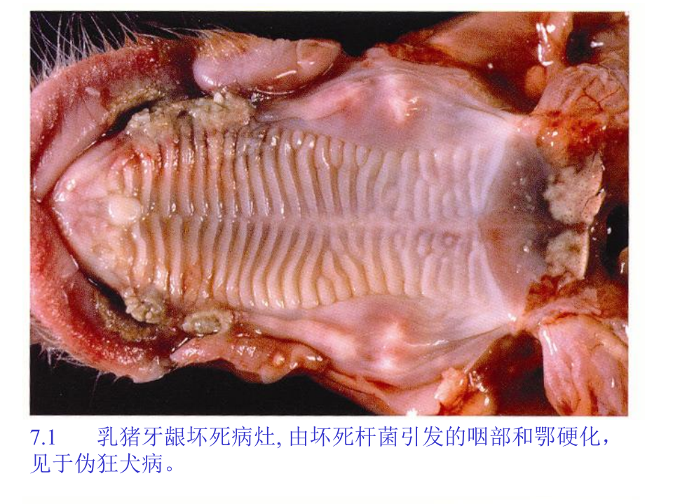 猪的病理解剖7.ppt 第2页