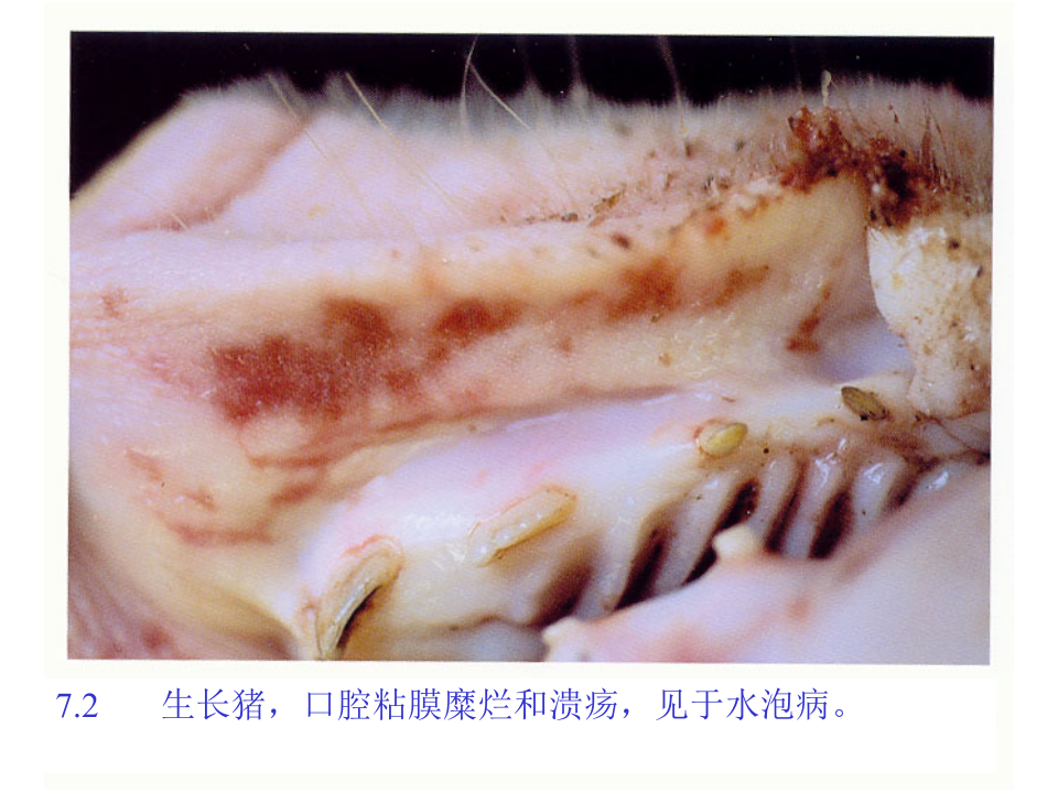 猪的病理解剖7.ppt 第3页