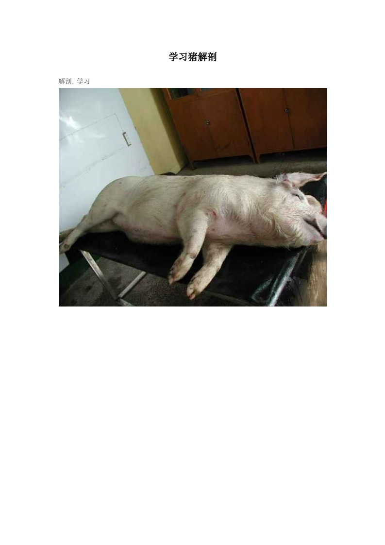 猪的详细解剖图解.doc 第1页