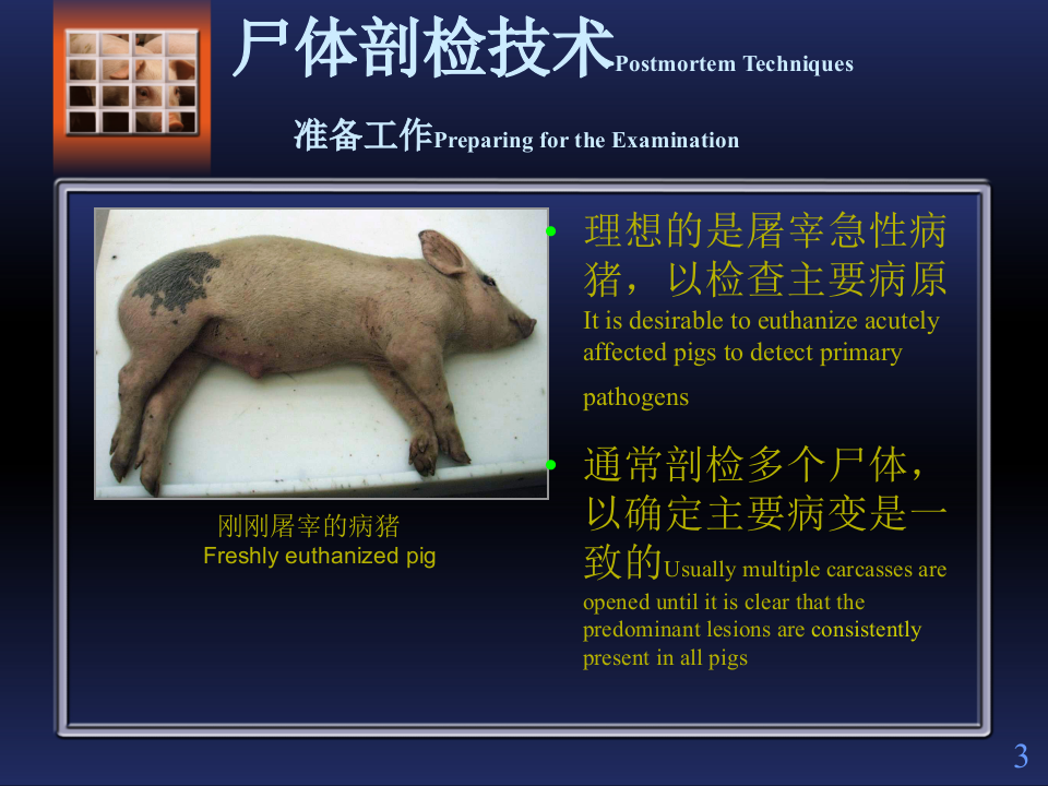猪解剖步骤.ppt 第3页