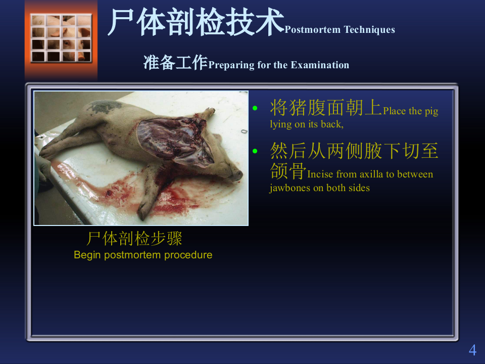 猪解剖步骤.ppt 第4页
