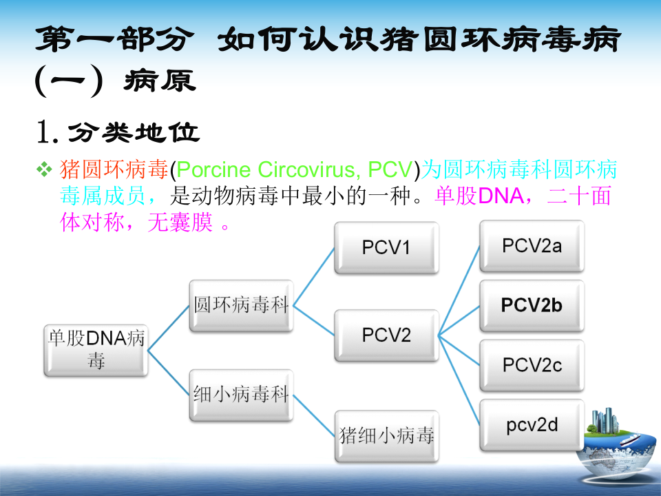 猪圆环病毒病海量图片.ppt 第5页