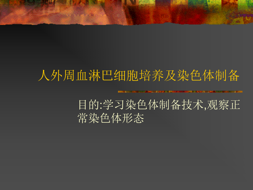 人外周血淋巴细胞培养及染色体.ppt 第1页