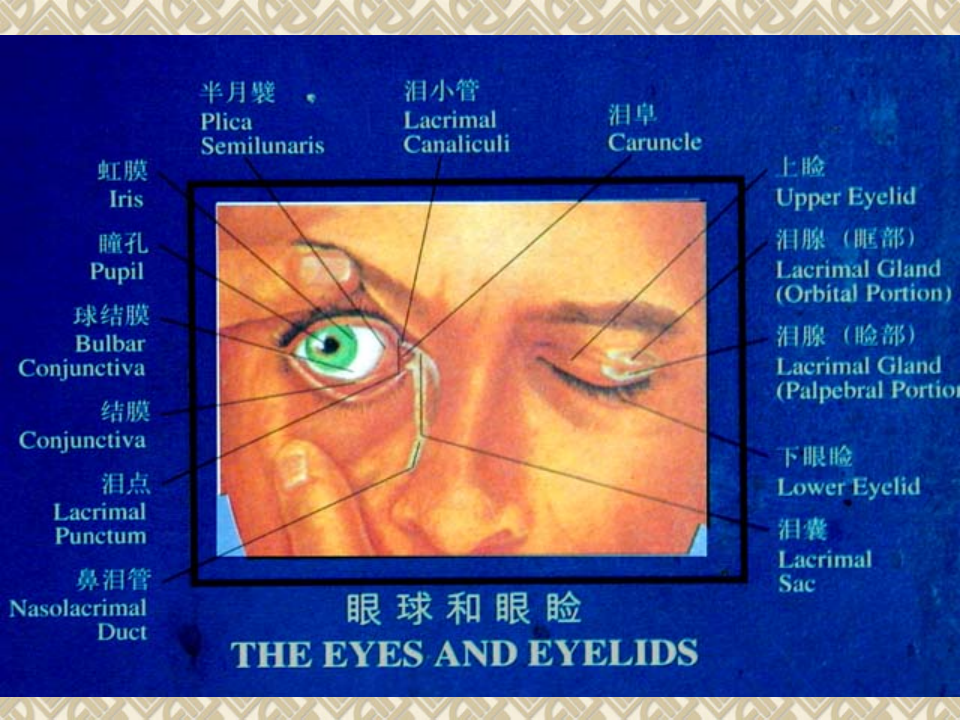 3)眼睑病.ppt 第4页