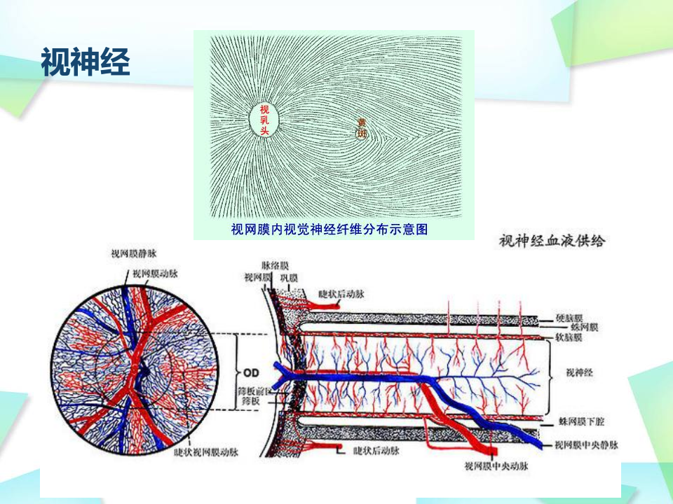 13)视路疾病--2015春吕雪漫.ppt 第4页