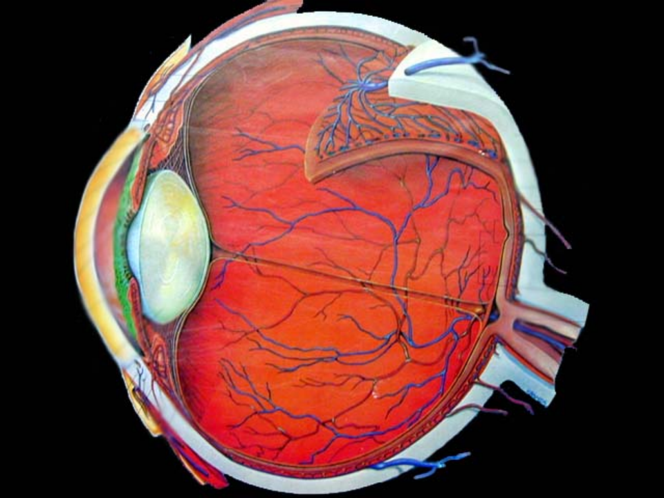 14)屈光不正.pptx 第4页