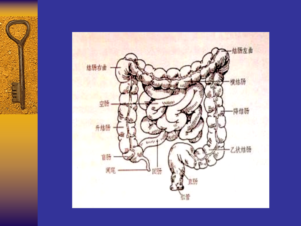 9)结直肠肛门疾病.ppt 第3页