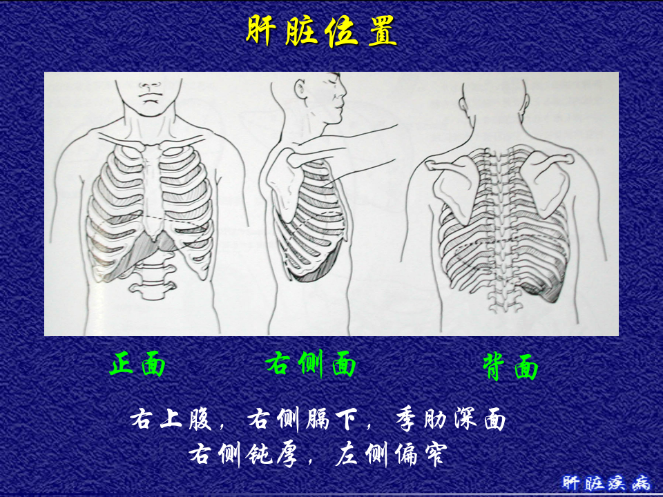 10)级放射口腔肝脏疾病.ppt 第3页