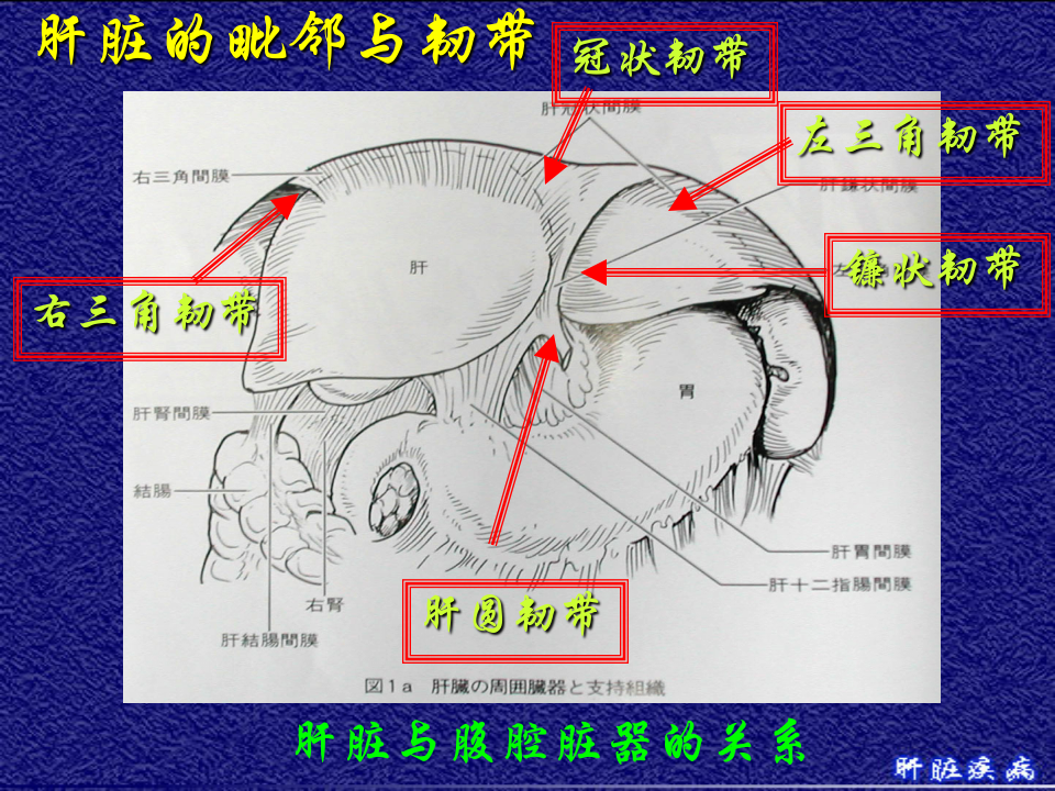 10)级放射口腔肝脏疾病.ppt 第4页