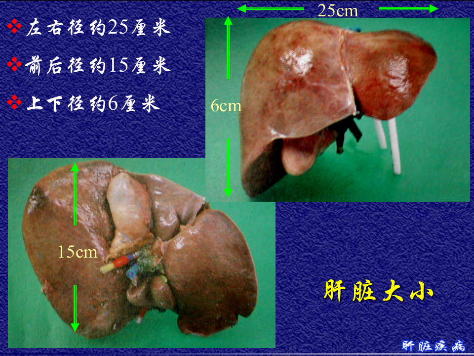 10)级放射口腔肝脏疾病.ppt 第5页