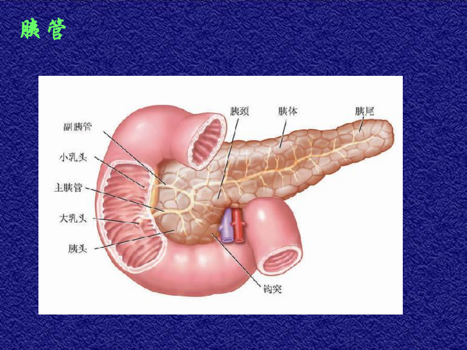 14)年胰腺疾病.ppt 第4页