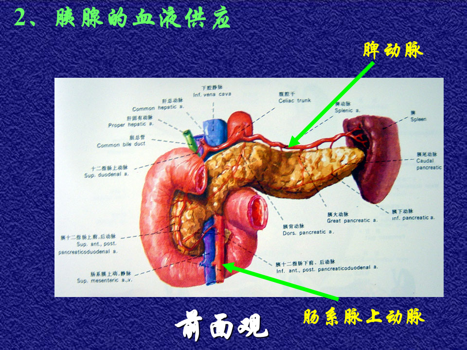 14)年胰腺疾病.ppt 第5页