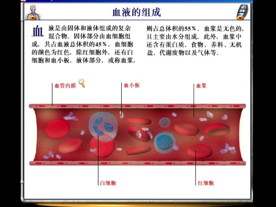 白细胞.ppt 第2页