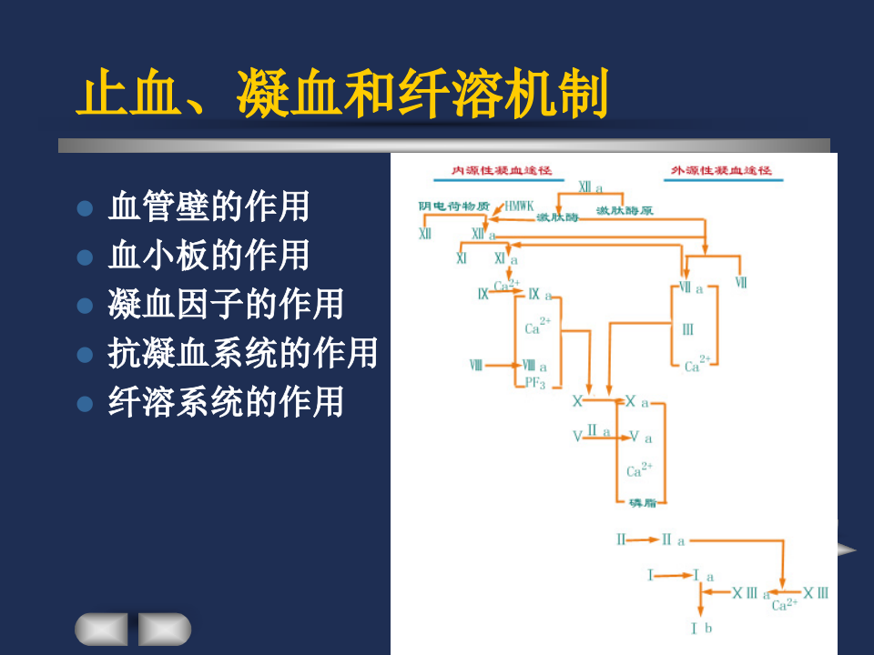 血栓与止血 (2).ppt 第5页