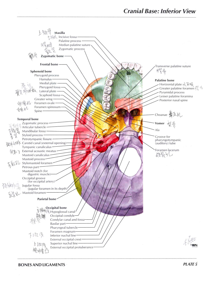 人体解剖图谱-英文原版.pdf 第2页