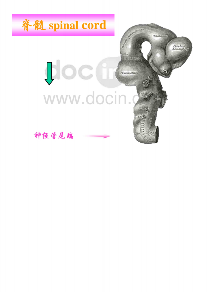 解剖-中枢神经系统_ppt.pdf 第3页