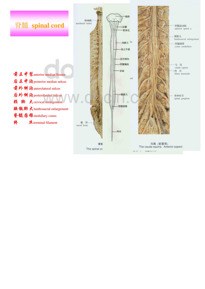 解剖-中枢神经系统_ppt.pdf 第5页