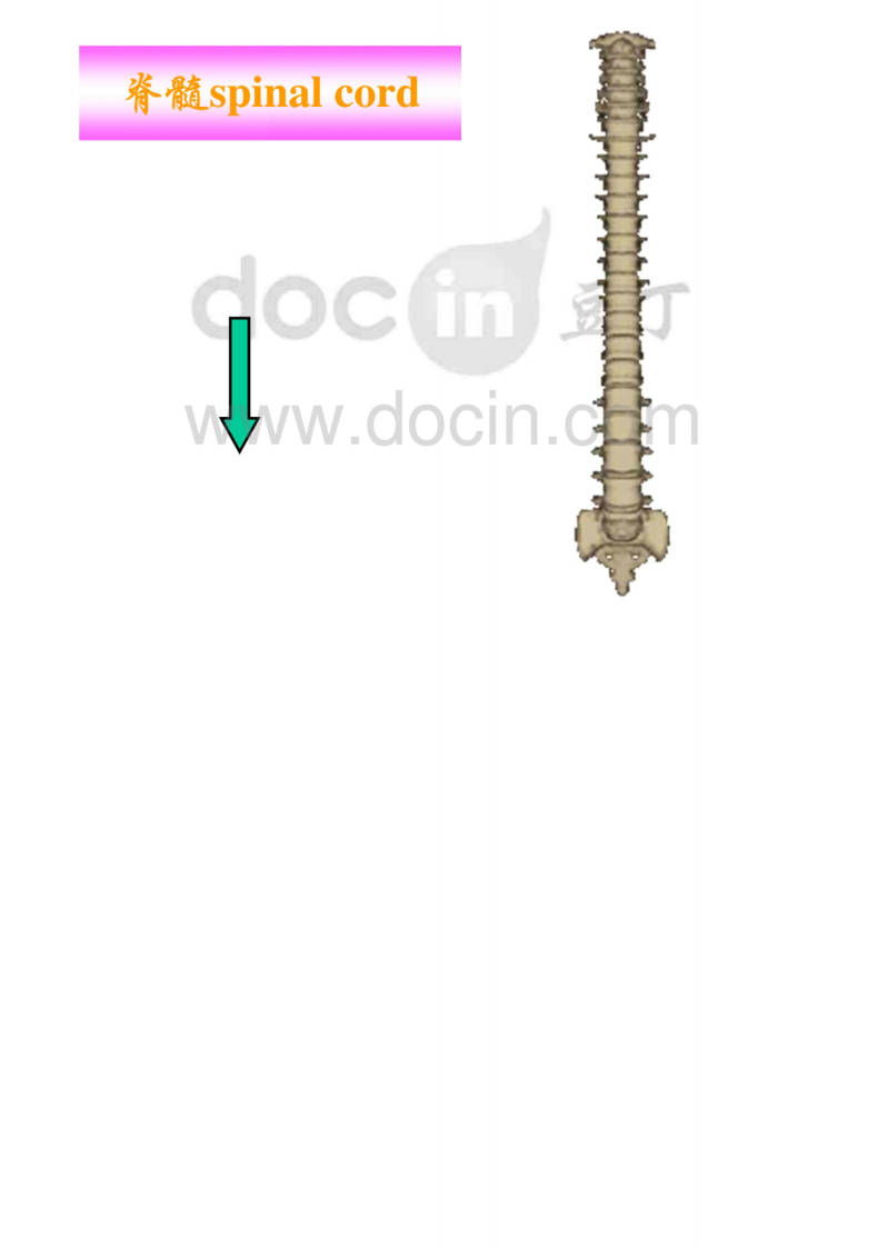 解剖-中枢神经系统_ppt.pdf 第4页