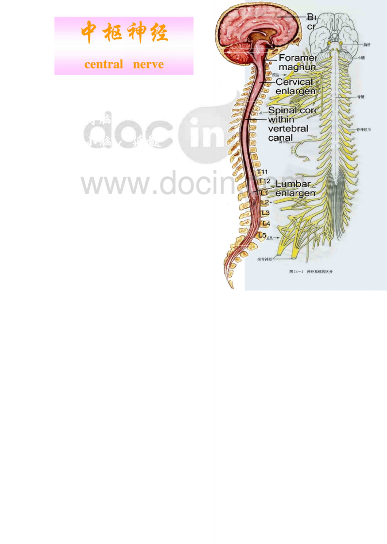 解剖-中枢神经系统_ppt.pdf 第2页