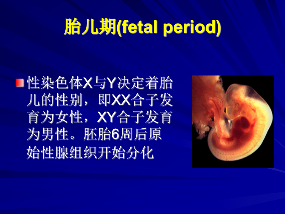 2）新八版生理.ppt 第4页
