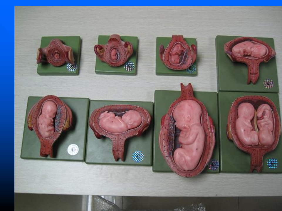 3)妊生5 改完.ppt 第3页