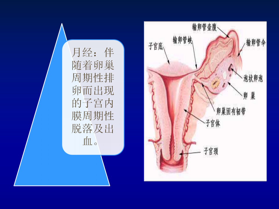 22)5年制功血8版13.10.28.ppt 第4页