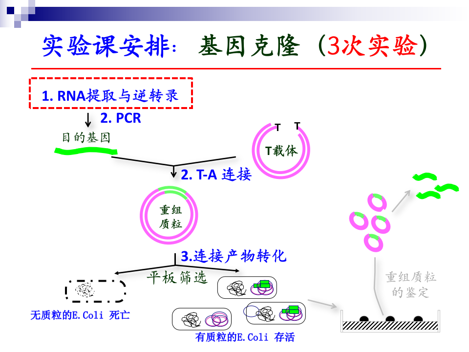 第一次实验课.pptx 第4页