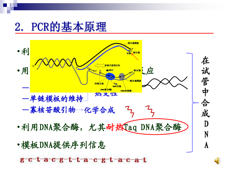 有声 （1）PCR原理及反应体系20140904.pdf 第3页
