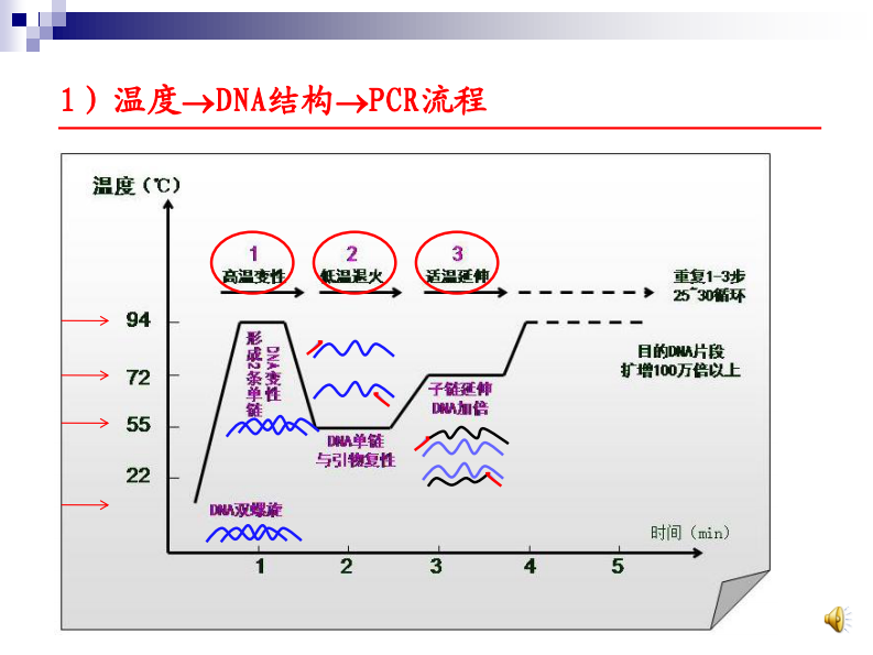 有声 （1）PCR原理及反应体系20140904.pdf 第4页