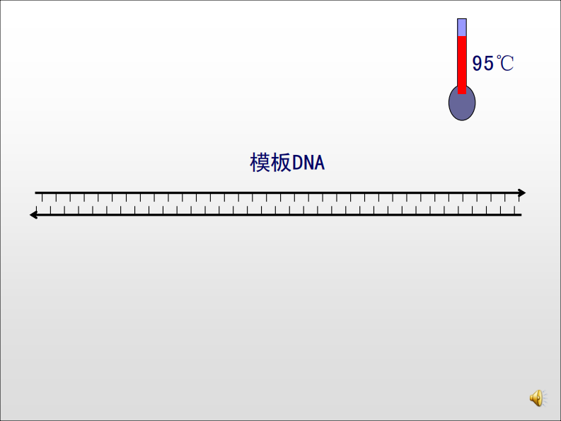 有声 （1）PCR原理及反应体系20140904.pdf 第5页