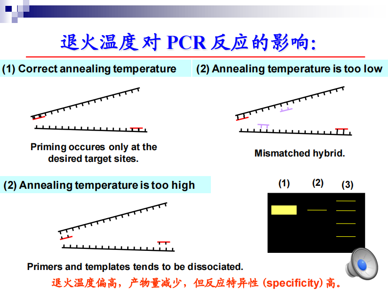 有声（2） PCR反应条件的确定.pdf 第5页