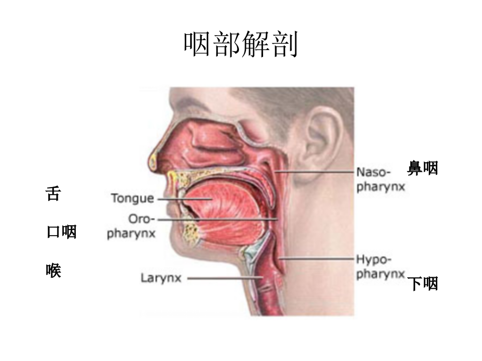 5)咽部解剖、扁桃体炎2015.ppt 第3页