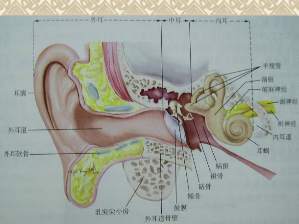 10)耳的应用解剖及生理 - 副本.ppt 第5页