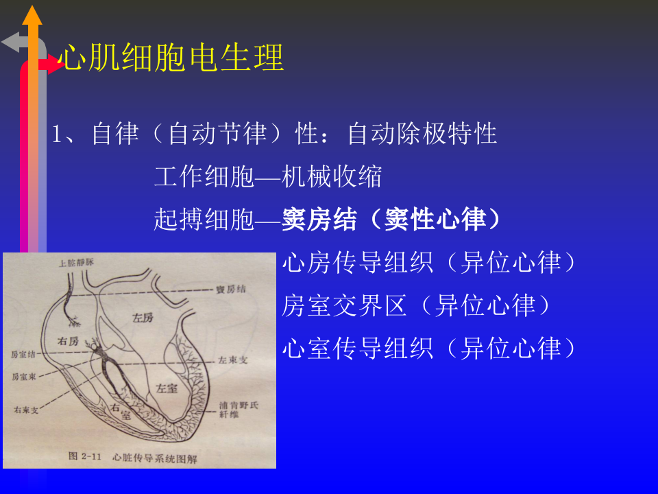 心电图－第四次课.ppt 第2页