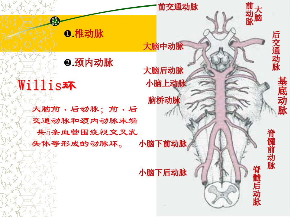 5)级放射口腔SAH.ppt 第4页