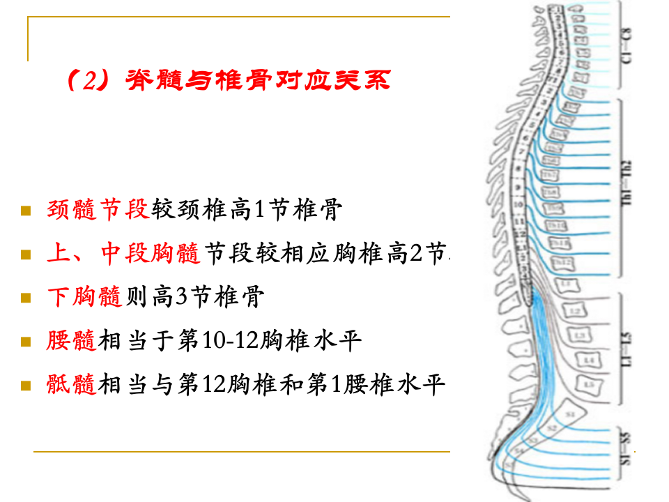 5年制脊髓病.PPT 第4页