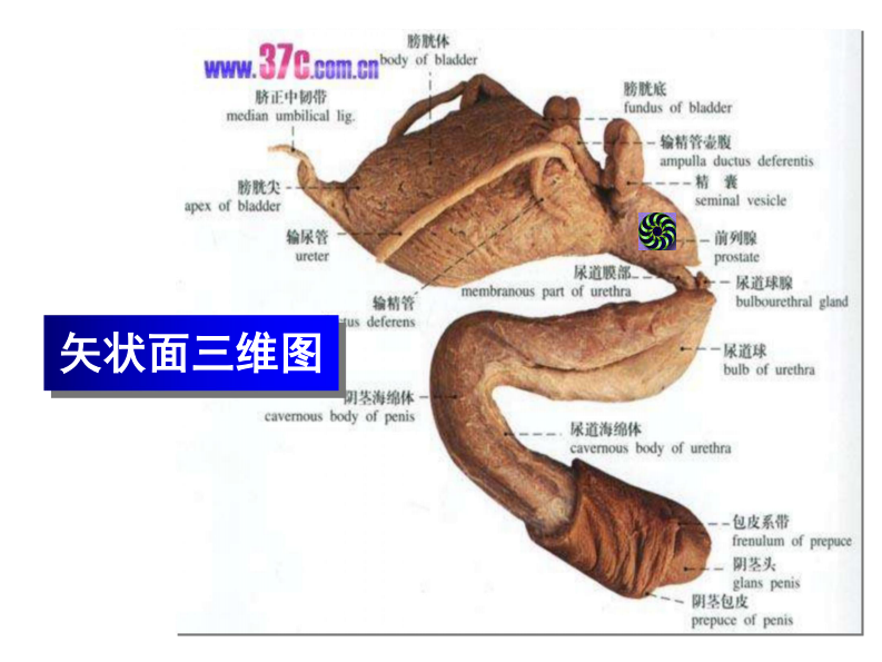 良性前列腺增生症-湘雅二院张磊.pdf 第4页