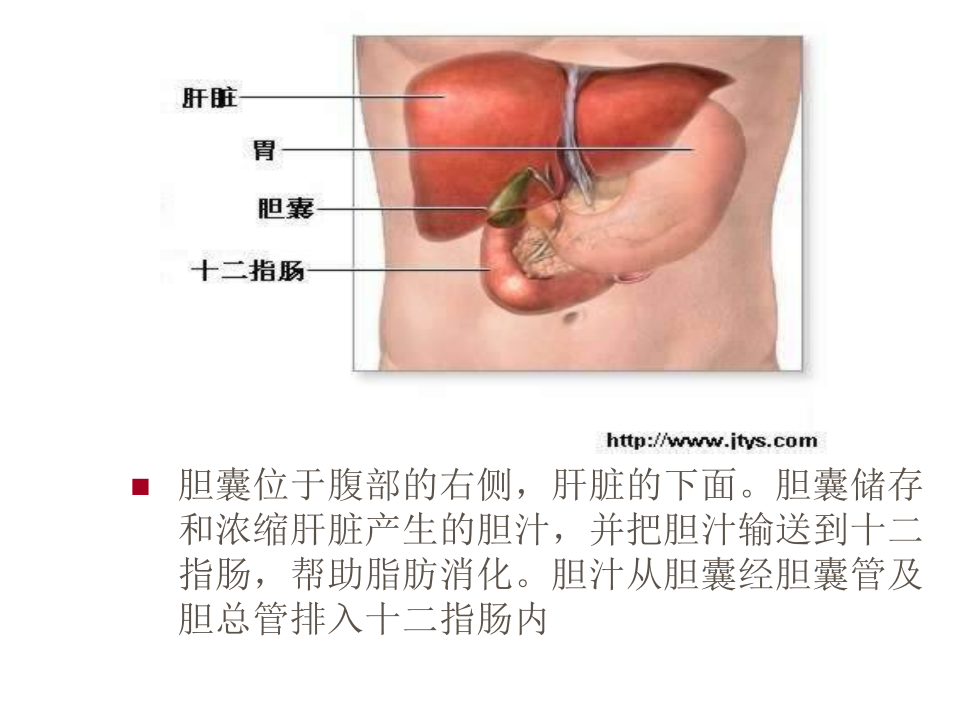 外科-胆囊结石及其防治.ppt 第5页
