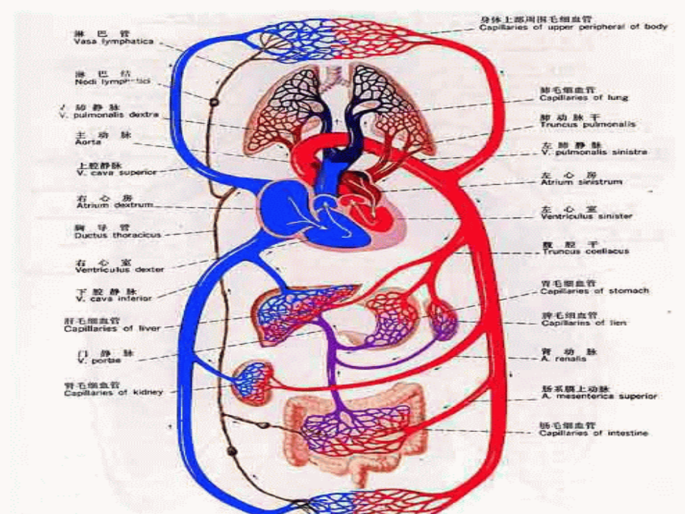 37呼吸内科-肺源性心脏病.ppt 第2页