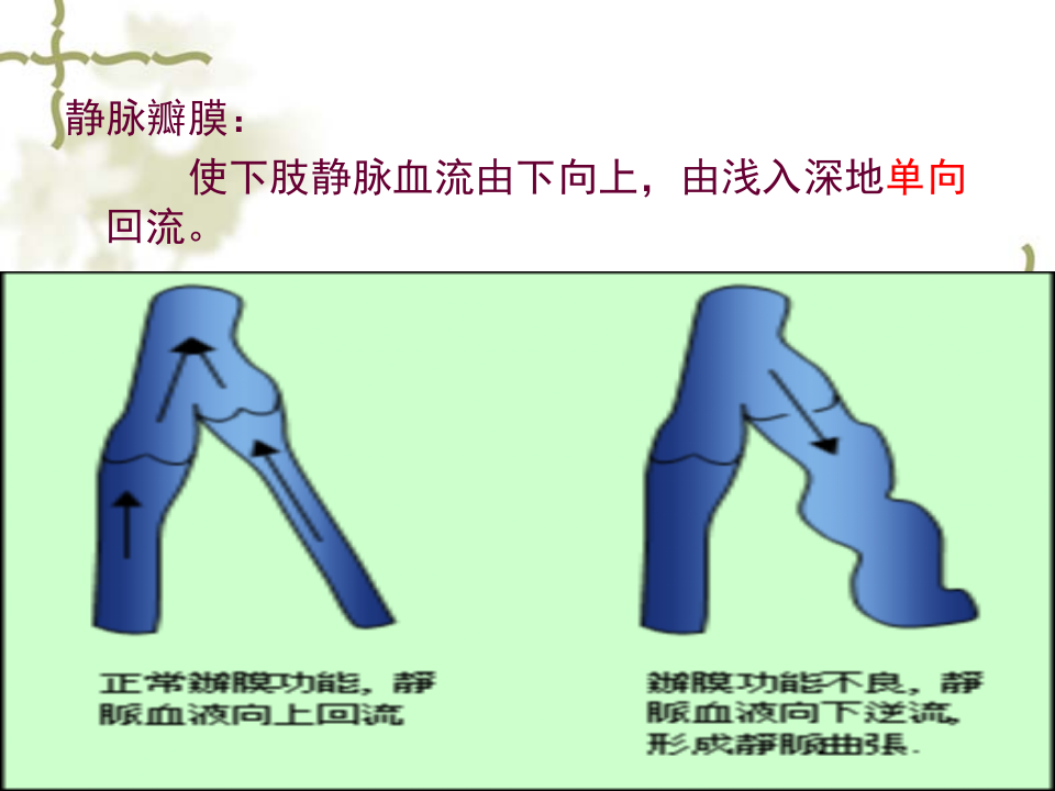 127下肢静脉曲张病人的护理.ppt 第5页
