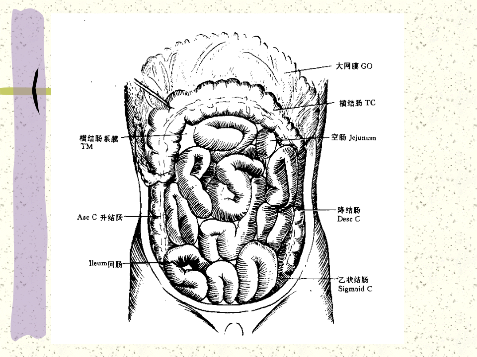 小肠疾病.pptx 第4页
