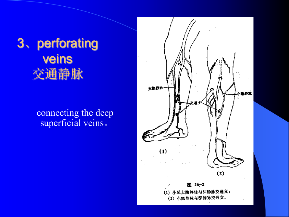 周围血管与淋巴管疾病.ppt 第5页