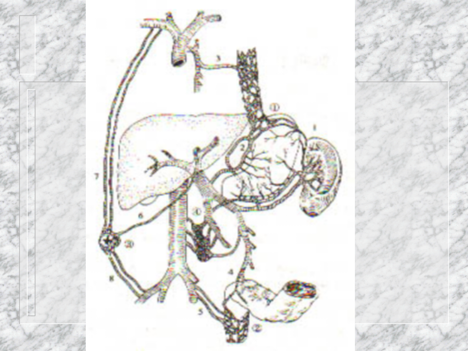 肝胆外科-门静脉高压症.ppt 第5页